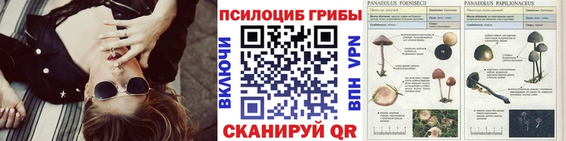 Галлюциногенные грибы GOLDEN TEACHER  Купить  Абакан 