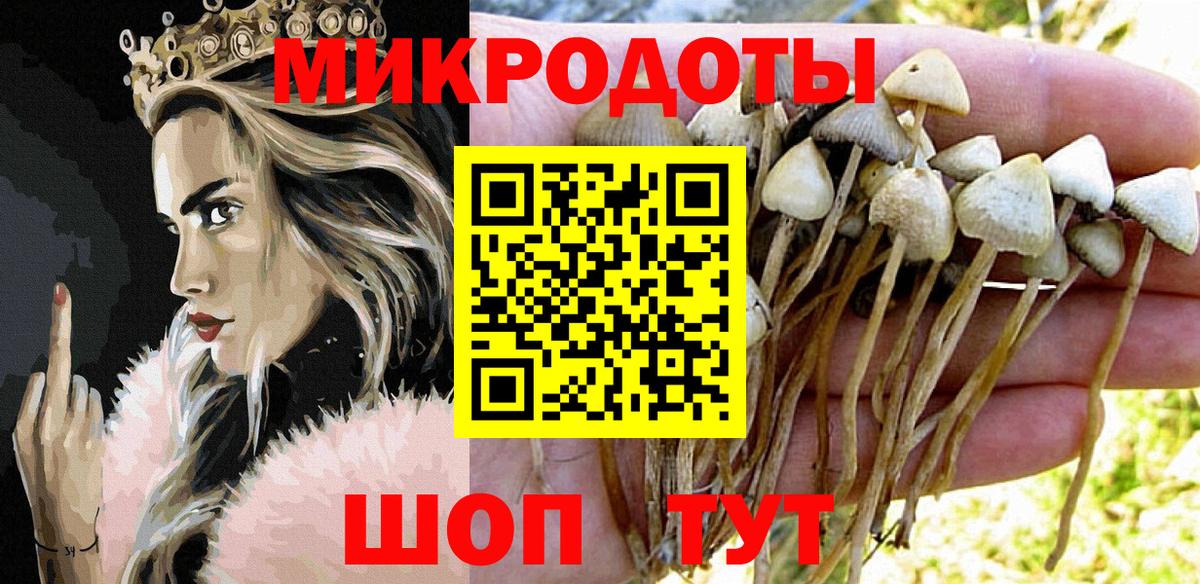 Псилоцибиновые грибы Psilocybe Абакан
